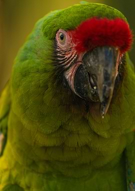 Parrot Portrait