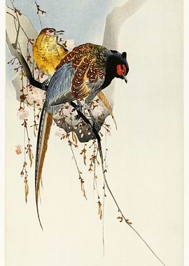 Pheasant Couple And Plum B