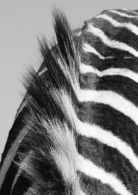 Zebra Back