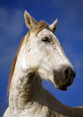 Horse portrait
