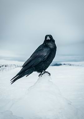 Iceland Raven