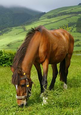 Horse grazing