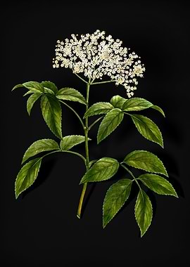 Elderberry Flowering Plant