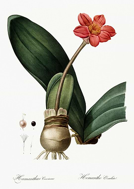 Blood Lily Illustration Fr