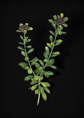 Daphne Sericea Flowers