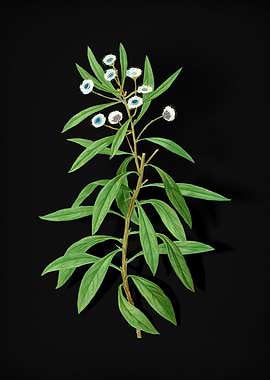 Vintage Globe Daisy Shrub