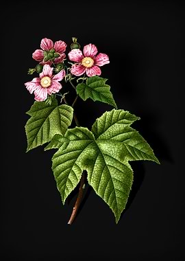 Purple Flowered Raspberry