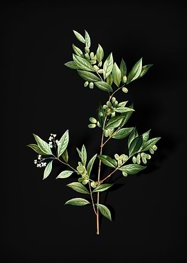 Fontanesia Phillyreoides