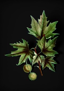 Vintage Old World Sycamore