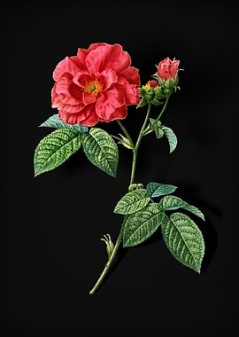 Vintage Apothecary Rose