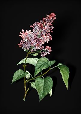 Common Pink Lilac Plant