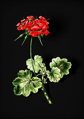 Vintage Scarlet Geranium