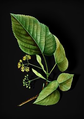 Vintage Linden Tree Branch