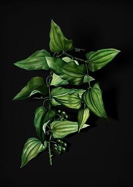 Vintage Common Smilax