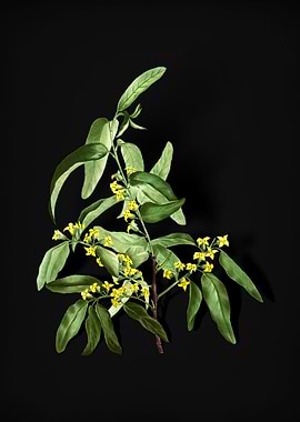 Vintage Russian Olive