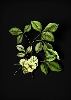 Vintage Common Hoptree