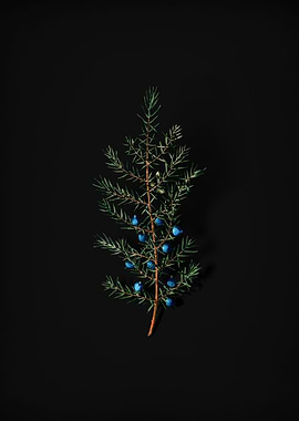 Vintage Common Juniper