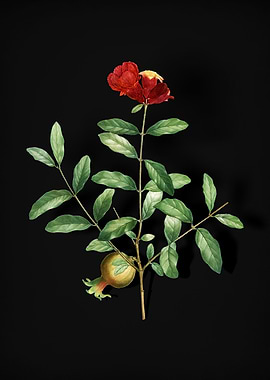 Vintage Pomegranate Branch