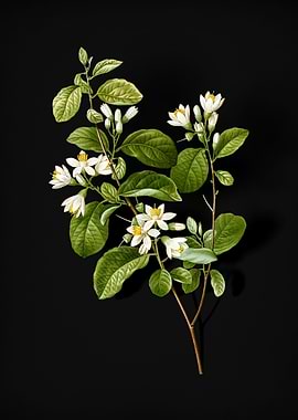 Blooming Snowdrop Bush