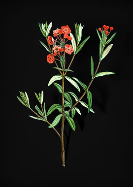 Vintage Bog Laurel Bloom