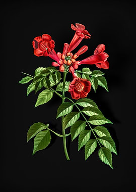 Vintage Trumpet Vine