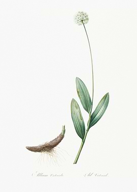 Victory Onion Illustration