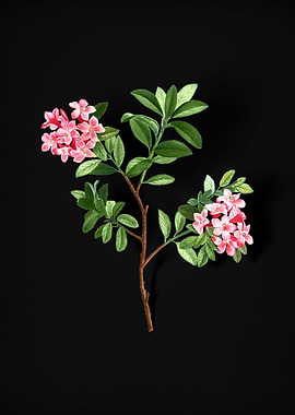 Vintage Hairy Alpenrose