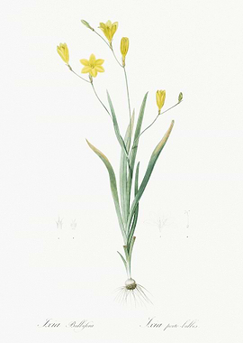 Ixia Bulbifera Illustratio