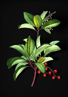 Greek Strawberry Tree