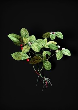 American Wintergreen Plant