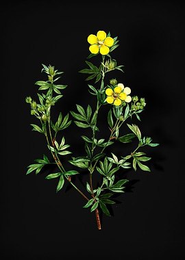 Yellow Buttercup Flowers