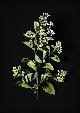 Vintage Eastern Baccharis