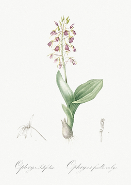 Brown Widelip Orchid Illus
