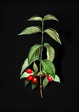 Vintage Cornelian Cherry