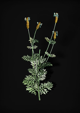 Vintage Spanish Lavender