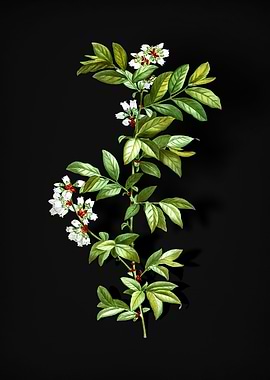 Rabbit Eye Blueberry