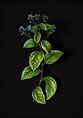 Vintage New Jersey Tea