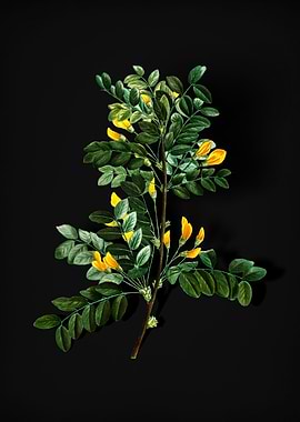 Blooming Siberian Pea Tree