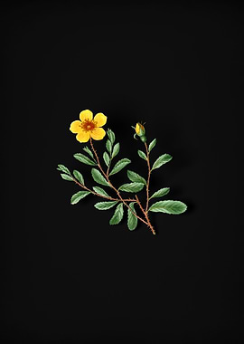 Vintage Sweetbriar Rose