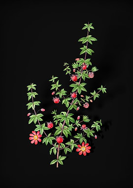 Madder Leaved Bauera