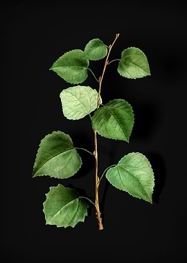 Vintage Quaking Aspen