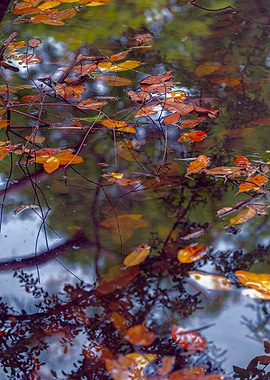 autumn reflection on lake