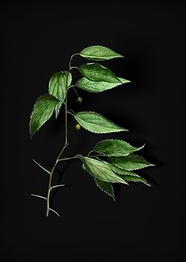 European Nettle Tree