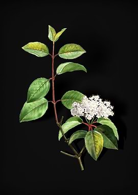 Vintage Black Haw