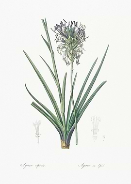 Agave Spicata Illustration