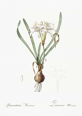 Sea Daffodil Illustration