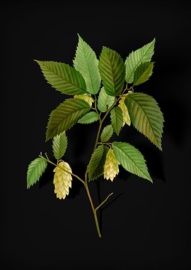 American Hophornbeam