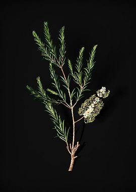 Swamp Paperbark Branch