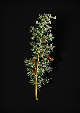 Vintage Kraal Honey Thorn