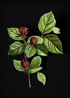 Carolina Allspice Flower